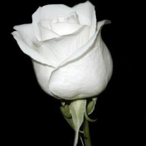 Meet your Posher, Dalia